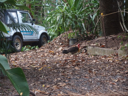 The old boy who has spent the last week making a Turkeys nest. 