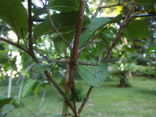 Stick insects a whole family has moved on to a small