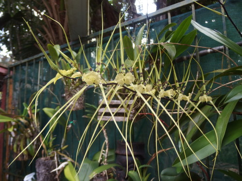 A new steam of spider orchids just opening