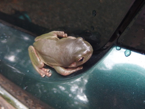 A lovely large fat Green tree frog curled up on Hu