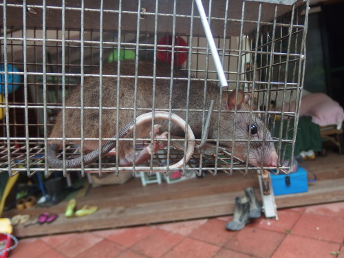 A rather large white tailed rat. we relocated her!!!!! 