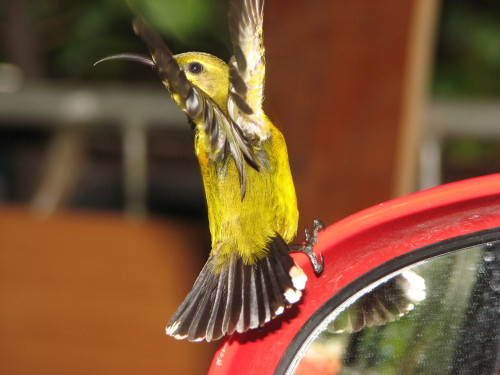 Here he landed on the car offside mirror in front of me about 1/2 metre away . 