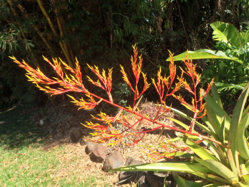 This is a rather a large BROM flower; it will last up to 3 or 6  month then die!!!!