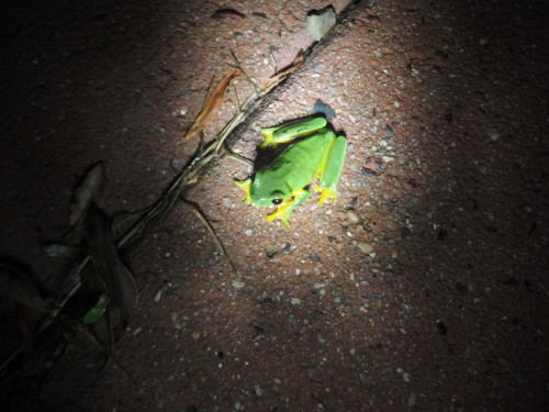 There were so many of these wee fellows on the ground 4 nights ago I had to watch were I walk, they only grow to about 1 1/2 inches.