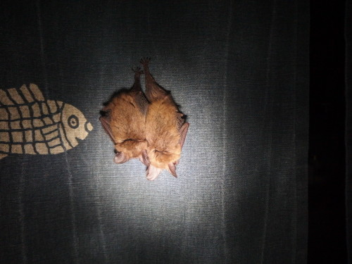 Not often you can see these tiny bats up close, these two roosted on my curtain the other night, if you can zoom in look at their dainty wee feet, they are like miniature hands. 