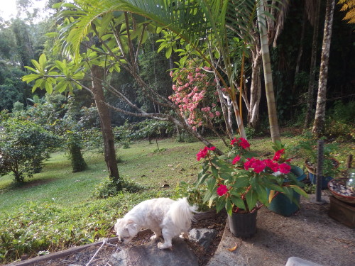 My dog and I wait for the sun to pop over the range in the distance this morning