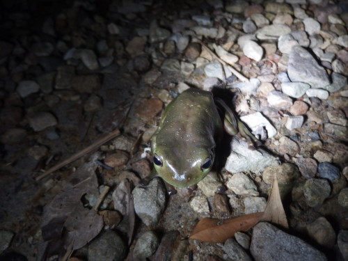 Our frogs are finding the dry season very tough on them, but last night we had a huge storm and lots of rai