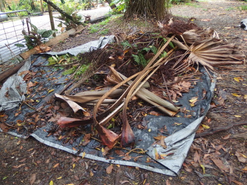 Living here in the tropical rainforest means endless cleaning, we have at least 3 piles a week like this, some fronds are around 1 metre long up to 4 metres long and they constantly fall. 