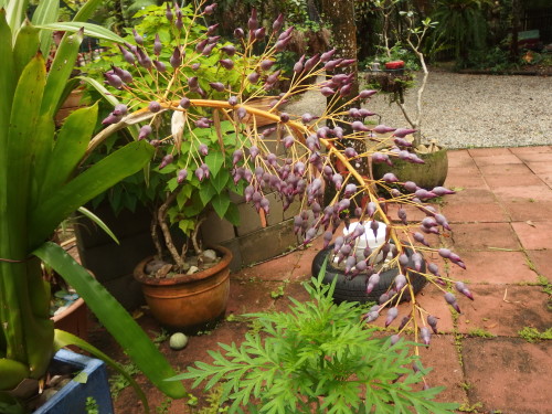 This has been flowering since Xmas? when it finishes flowering the whole plant will die. 