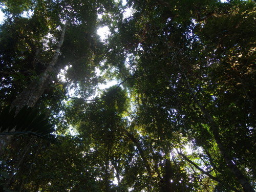 Looking up in to the canopy.