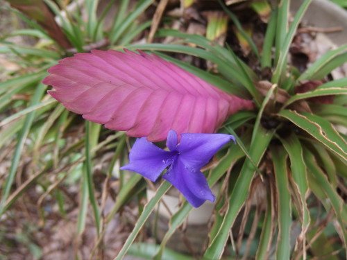 See how the tiny purple part comes out of the side of the the main flower? 