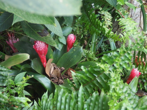 Found these hiding amongst the ferns as I walked up my path.