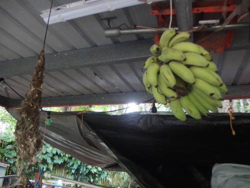 A bunch of bannas picked on Sunday they will take about 2 weeks to ripen, here the fly fruit bats can not get them? 