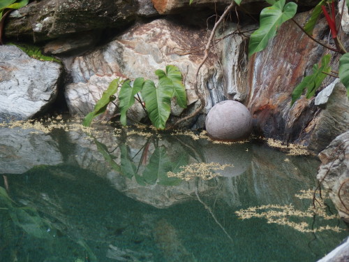 Palm blossoms  floating on the swimming pool.