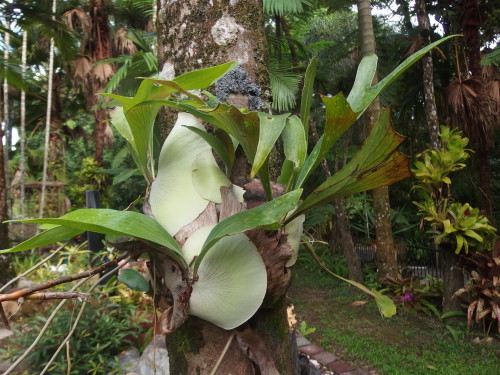 Here you can see the shape of the antlers on the stag-fern. 