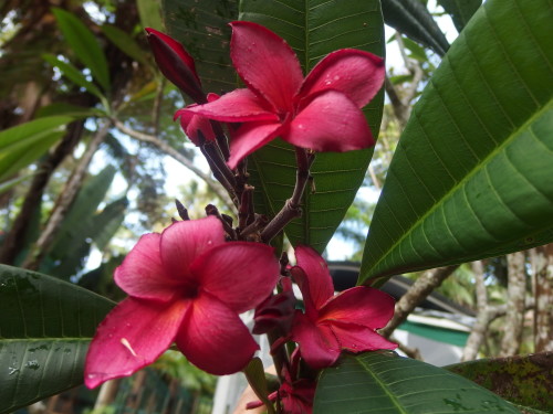 Stunning colour on the fangapani tree. 