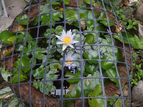 Mini water lillies