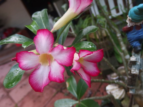 Desert  Rose