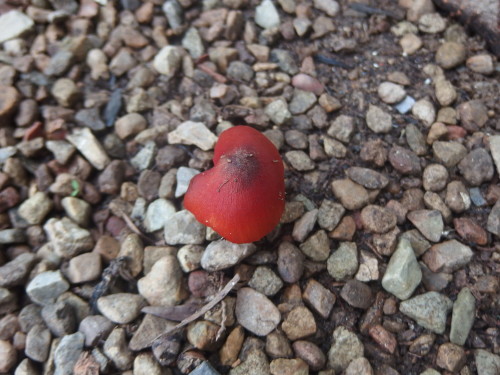 For this time of the year there is so much colour in the garden after a dry wet season, even the toadstools are so colourful. 