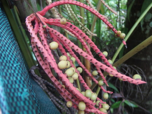 Plus we are seeing flowers on palms for the first time and many are so unusal. 