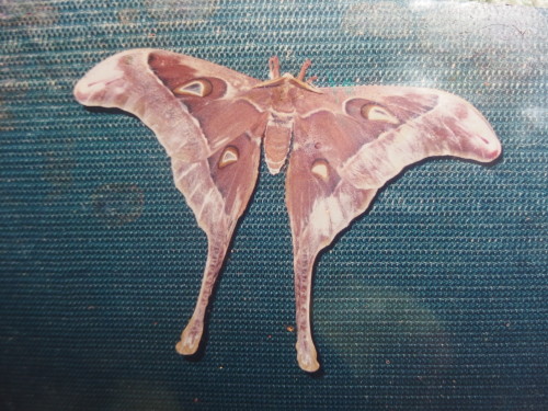 This moth which is the biggest in the world was on our verranda screen several years ago, I just found the photo yesterday and took a photo of it to share with you.  It was a perfect moth and flew away the next night. 