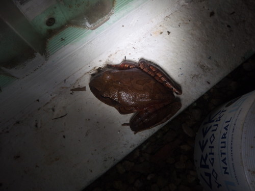 This is one of our native frogs and is very a very calm one, he will just sitting on the other side of my window where I sew at night time, he must of worked out the inscets are drawn by my sewing light. 