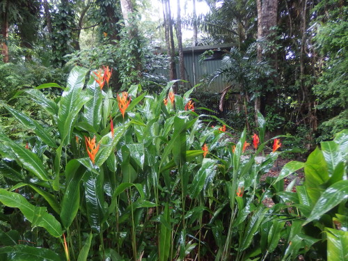 This group of heliconias are enjoying the rain, they look great after a good wash. 