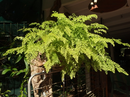 Maiden fern looking lovely in the late after-noon sun yesterday