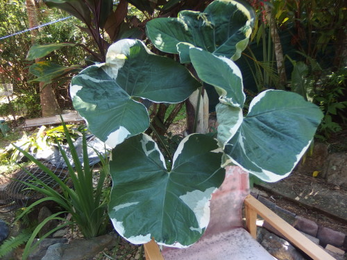 Some would call these leaves ugly but it is one of my hubbies favourite plants in the garden 