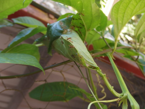 Tree ants making a new nest sewing the leaves together. 