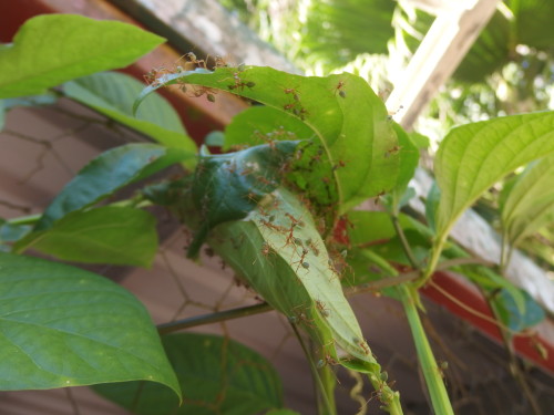 I accidently knocked the vine and instantly their nest was covered in ants ready to defend it, they will drop off on to you and have a nasty wee bite so hiker beware.