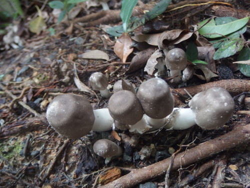 woke up Friday morning to see these wee toadstools.  Who says grey is not beautiful. beautiful 