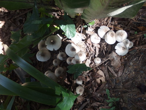 Saturday I woke up to 100s of toadstools????