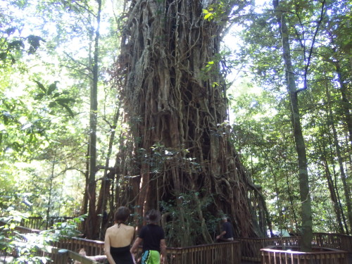 On Sunday Jon took us for a drive to the local giant fig tree a toriest attraction 