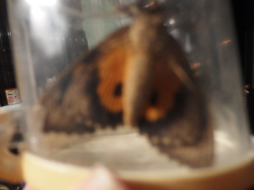 A visitor last night, a very large and beautiful moth. We caught him and released him out side.  Here he is in the jar. 