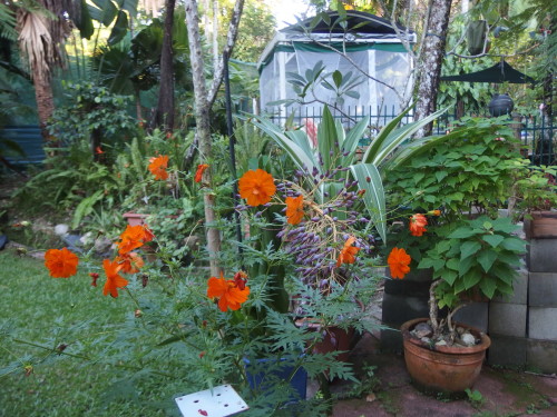 a lovely splash of colour in this part of the grounds. 