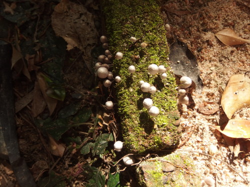 A little patch of tiny toadstools some are only as big as a glass pin head!