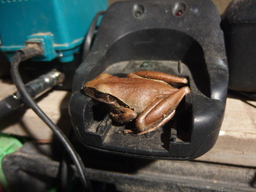 This little frog or big frog lives in Rods work shop and you have to be carful wear you put things down or when you grab hold of some thing as he will not move.  You can pick him up 