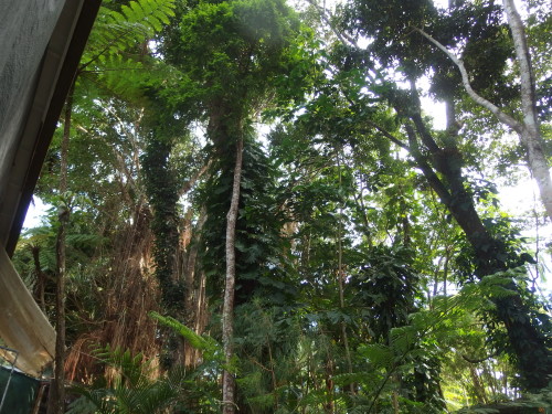 Looking up in to one of the canopies this morning. 