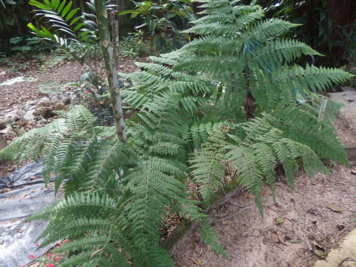 A beautiul new fren that has just started growing in the garden, I ahve never seen it before, unusual part of it is the size of the fern leaf I have never seen a soft fern this big before, bracken is a fern I know but it is a hard stem this is very soft from the leaves tot he stem.  