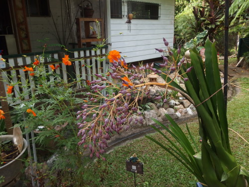 This has been flowering since Xmas, when it dies the plant will die to and a small side shot will be left behind and we will wait 5 years or more for it to grow and flower? 