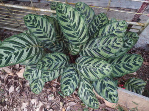 This is a stunning foliage plant, stunning markings and the florist love it. the underneath is even more striking. 