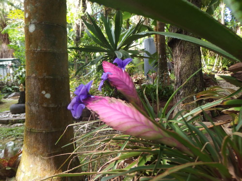 Still flowering what a stunning combination and unusual flower we are all ways amazed when it flowers twice a year. ??? 