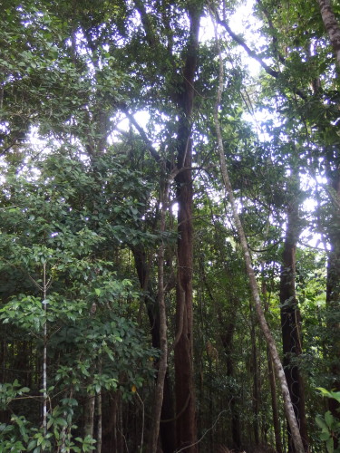 The last big rain-trees on our block,  we have lost the others in cyclones