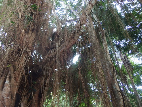 Hanging air roots from the fig tree.  a fig tree is far to big for a home garden but it w