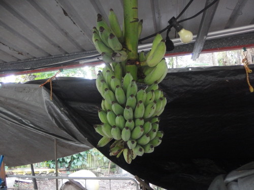 Rod picked this bunch of bananas on the week end and we have it hanging in the carshed so that the fruit bats will not eat them over the next few nights. we have two fingers cut off ripping in the house.  these will ripen over the next week or 10 days.  