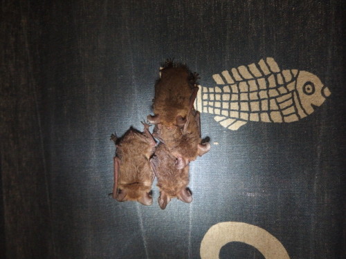 Our 3 baby insect bats are now almost the same size as their parents taken last night on my 