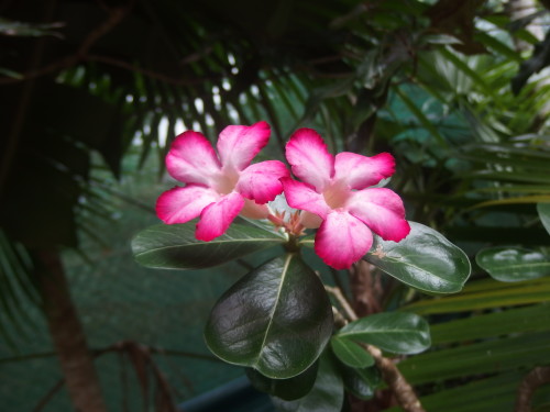 Desert rose