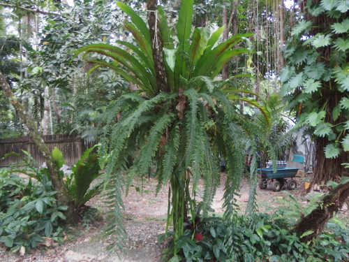 A lovely weeping display of ferns, around 7 different ones growing here. 