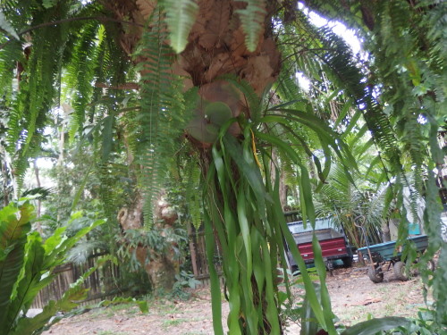 looking up under the fern there is a stag horn tucked up under the birdsnest fern. 